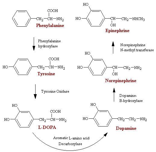 synthesis of noradrenaline