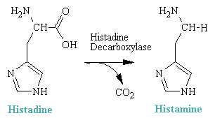 histamine.gif (2612 bytes)