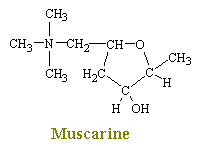 muscarine.gif (1940 bytes)