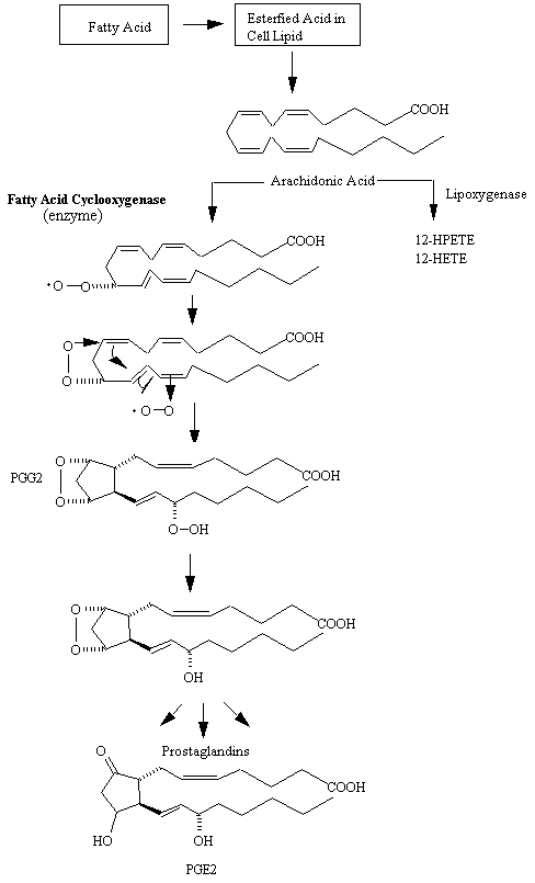 prostaglandin.gif (7578 bytes)