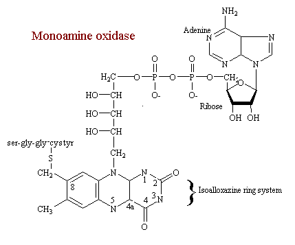 MAO.gif (4593 bytes)