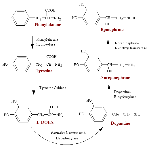 Adrene~1.gif (7169 bytes)