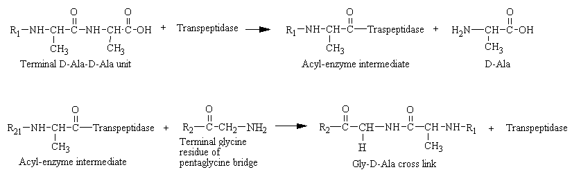 cell_wall.gif (5314 bytes)