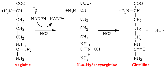 arginine.gif (4139 bytes)