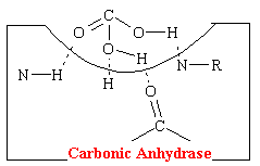carbonicacid.gif (2265 bytes)