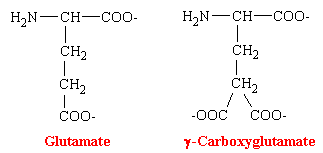 glutamate.gif (2353 bytes)