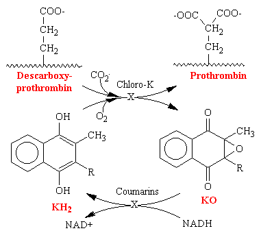 vitaminK.gif (4653 bytes)