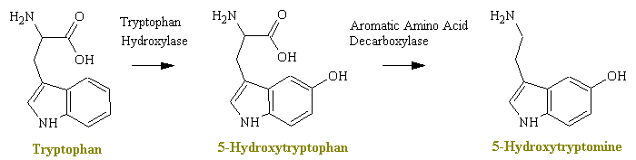 serotonin.gif (4411 bytes)