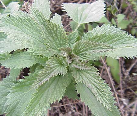 Stinging Nettle