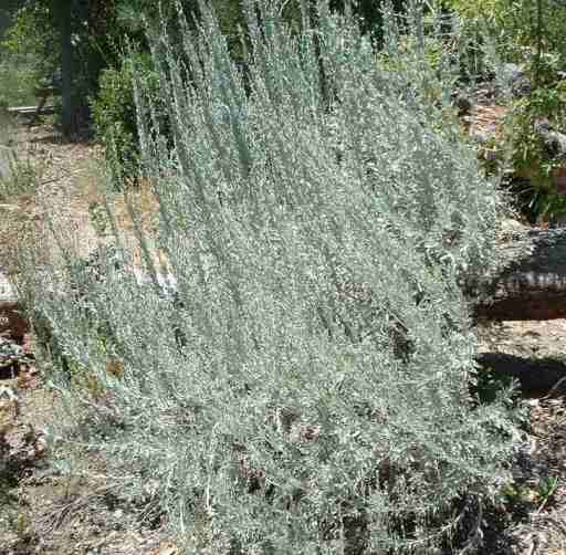 Artemisia tridentata  