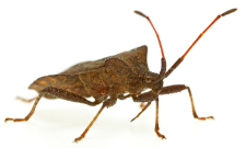 stink bugs