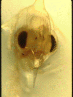 CrabZoea