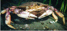 Callinectessapidus